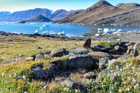 Die Pflanzengemeinschaft in der arktischen Tundra ist in den letzten dreißig Jahren höher geworden. ©Anne Bjorkman