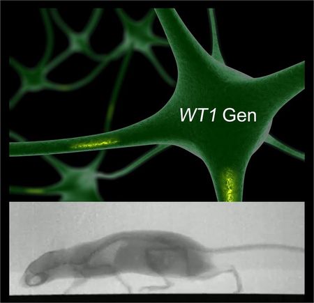 Das WT1-Gen kommt auch außerhalb der Nieren im zentralen Nervensystem vor, ist an der Spezifizierung ... Grafik: Kerstin Wagner / FLI; Quelle: u.a. http://movie.life-science-alliance.org/video/10.26508/lsa.201800106/video-2, www. panthermedia.net)