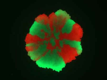 Biofilm mit räumlich strukturierten rot und grün fluoreszierenden Bacillus subtilis Zellen. Quelle: Theresa Jautzus, Leibniz-HKI