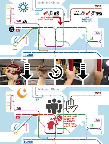 Über den Tag hinweg verbreiten sich Bakterien und mit ihnen Antibiotikaresistenzgene über das gesamte U-Bahn-Netz Honkongs und bilden abends ein nahezu einheitliches „Metro-Mikrobiom“.