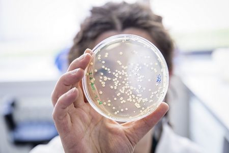 Mikrobiologen erforschen resistente Krankheitserreger, um neue Wirkstoffe gegen Infektionskrankheiten zu entwickeln. Quelle: Anna Schroll, Leibniz-HKI