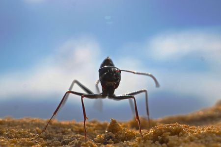 The desert ant Cataglyphis fortis has an extraordinary memory for different food odors. The insect is able to learn many food odors very quickly and never forgets them for the rest of its life. Photo: Markus Knaden, MPI Chem. Eco